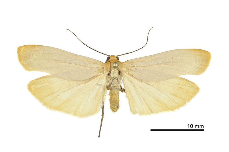 Eilema karenkona Male